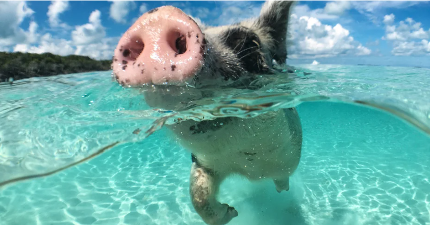 Swimming Pigs